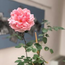 La bellissima rosa al centro del progetto “Due mondi e una rosa per Anita” messa a dimora a Riofreddo (Roma), nel giardino del Museo delle Culture Villa Garibaldi il 4 ottobre 2020