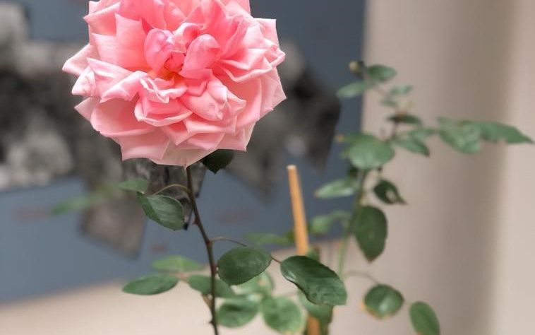 La bellissima rosa al centro del progetto “Due mondi e una rosa per Anita” messa a dimora a Riofreddo (Roma), nel giardino del Museo delle Culture Villa Garibaldi il 4 ottobre 2020